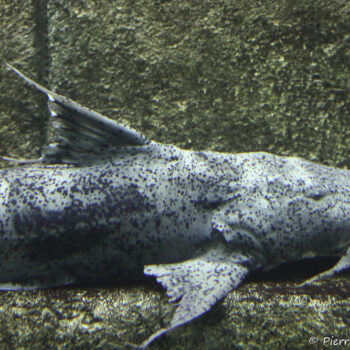 Bagarius lica- Sumatran Devil Goonch Catfish 30cm