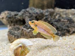 Lamprologus ocellatus- Golden Cichlid M
