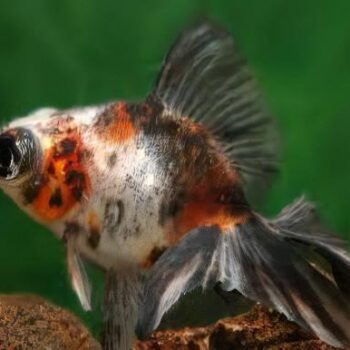 Carassius auratus- Calico Telescope Moor 7-8cm