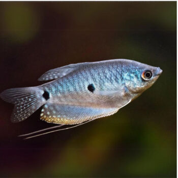 Trichogaster trichopterus- Blue Gourami 6-7cm