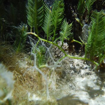 Caulerpa sp.- GREEN FEATHER ALGAE