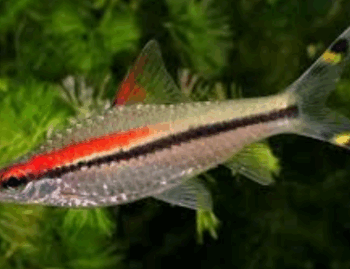 Sahyadria denisoni- Denison's Barb 10cm