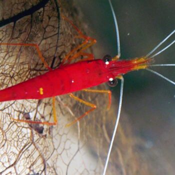 Caridina spinata- Yellow Nose Shrimp 2cm