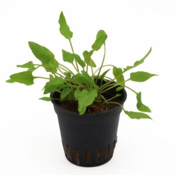 Stoffels Cryptocoryne sp MP