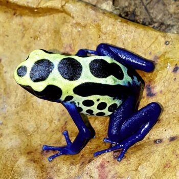 Dendrobates tinctorius sipaliwini- Green Poison Frog PAIR