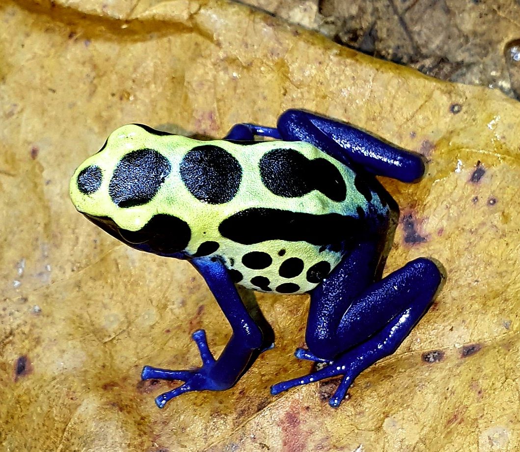 Dendrobates tinctorius sipaliwini- Green Poison Frog PAIR 1 Dendrobates tinctorius sipaliwini- Green Poison Frog PAIR