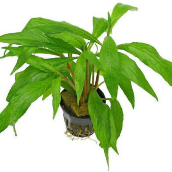 Stoffels Hygrophila ringens 'Salicifolia'