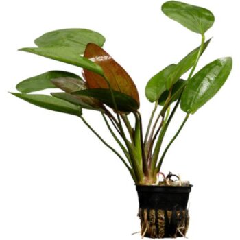 Stoffels Echinodorus x barthii MP (Osiris Doppelrot)