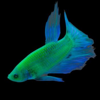 Betta splendens- Siamese Fighting Fish Full Green Glow Betta 5cm