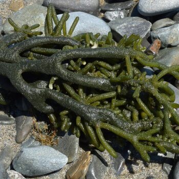 Codium sp. Dark Green "Dead man's finger" Algae (No Rock) M