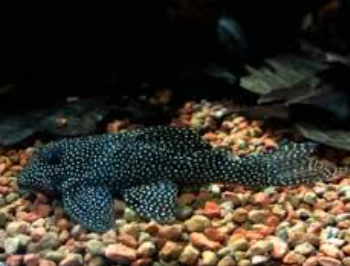 Hypancistrus sp L262 6-8cm