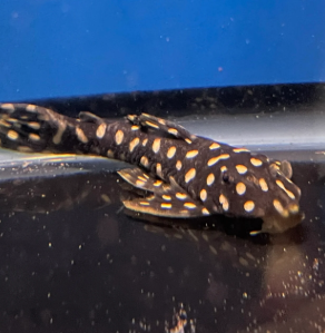 Scobiancistrus sp L082- Opal Spot Pleco S