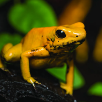 Dendrobates auratus el oro- Dyeing Poison Frog PAIR