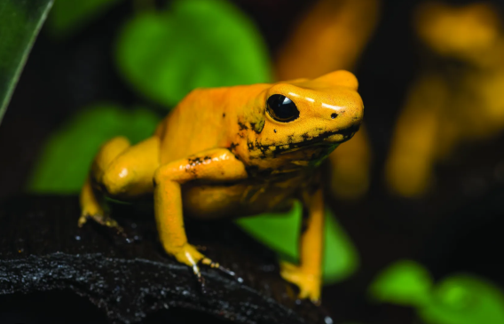 Dendrobates auratus el oro- Dyeing Poison Frog PAIR 1 Dendrobates auratus el oro- Dyeing Poison Frog PAIR