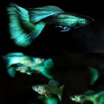 Poecilia reticulata - Guppy Moscow Green