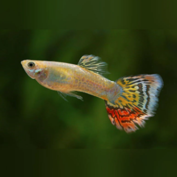Poecilia reticulata- Red Pineapple Guppy Male 3-3.5cm