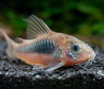 Corydoras aeneus- Red Corydoras 3.5cm