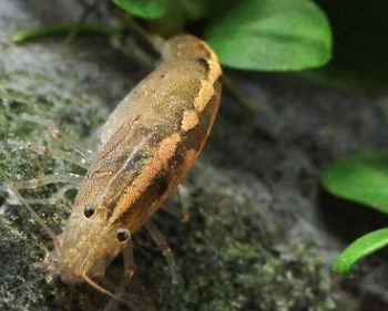 Caridina typus- Australian Amano Shrimp 2.5cm