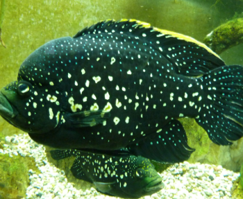 Paratilapia polleni- Black Diamond Polleni Cichlid 3.5cm
