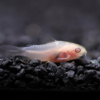 Corydoras pygmaeus - Albino Pygmy Cory 1.5cm