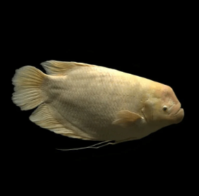 Osphronemus gourami- Golden Giant Gourami 7.5cm