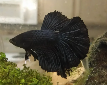 Betta splendens- Betta Black Dragon Super Delta Male