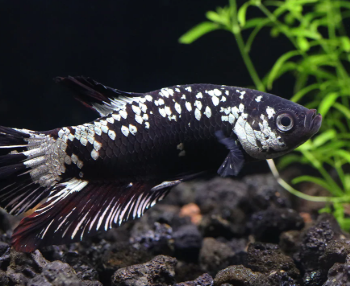 Betta splendens- Betta Black Dragon Male 4-5cm