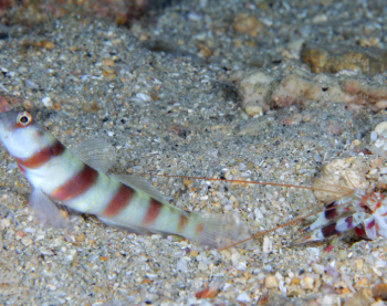 Amblyeleotris steinitzi- Steinitz''s Goby