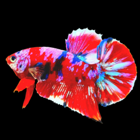 Betta splendens- Betta Koi Plakat Glow Male 4-5cm