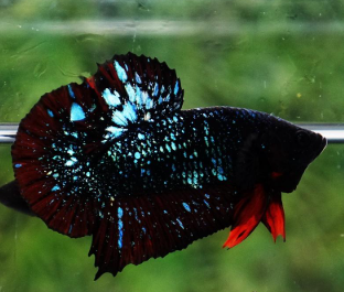 Betta splendens – Siamese Fighting Betta Plakat Black Vampire Female 3.5-4 cm