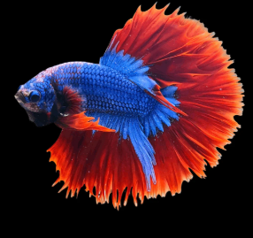Betta splendens- Betta Veiltail Mascot 4-5cm