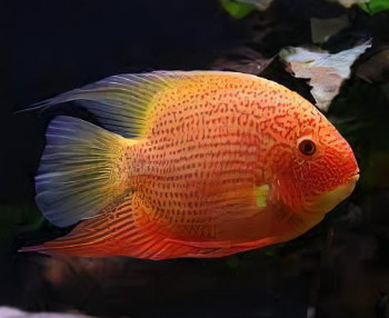 Heros efasciatus- Red Spot Severum 4-5cm