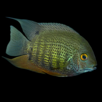 Heros severus- Green Severum 2.5-3cm