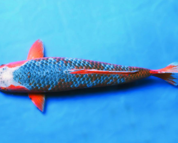 Cyprinus carpio-Asagi Koi 15-20cm