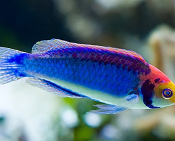 Cirrhilabrus solorensis- Multicolor Fairy-wrasse (Male) M