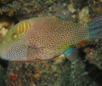 Canthigaster ambionensis- Ambon Toby M