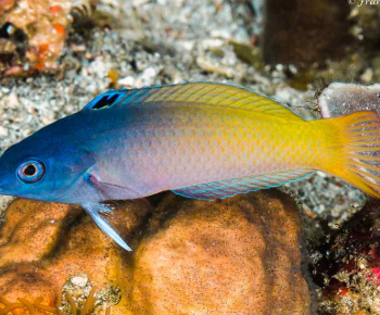 Halichoeres prosopeion- Purpleheaded Rainbow Wrasse M