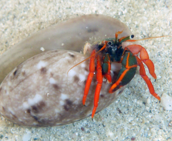 Calcinus sp.- Hermit Crab Redleg