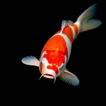 Cyprinus carpio – Koi Kohaku 12cm