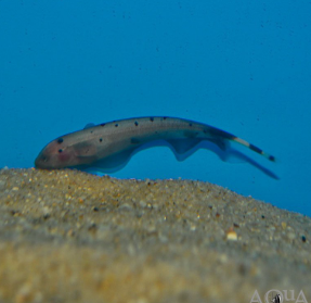 Apteronotus albifrons - Golden Ghost 10cm