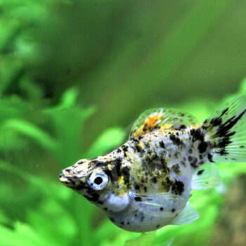 Poecilia shenops - Balloon Calico Molly