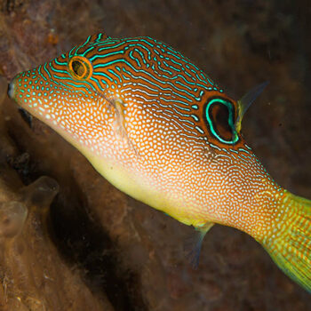 Canthigaster compressa - Fingerprint Toby