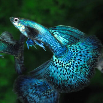 Poecilia reticulata- Green Dragon Guppy Male 2.5cm