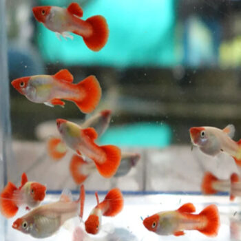 Poecilia reticulata -Platinum Koi Guppy Male 2.5cm