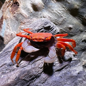 Geosesarma aristocratoensis- Red Carnaval Crab