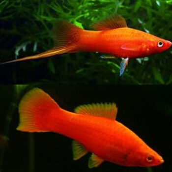 Xiphophorus helleri-Red Velvet Swordtail 3-3.5 cm