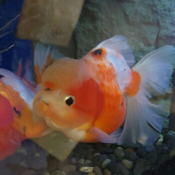 Carassius auratus-Oranda Sakura Mix Long Tail 14-16 cm