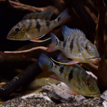 Satanoperca daemon - Threespot eartheater 5 cm