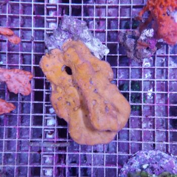 Haliclona sp. (47743)