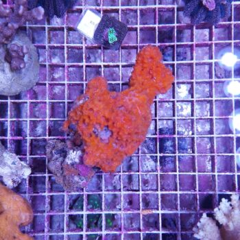 Acanthella cavernosa (47742)